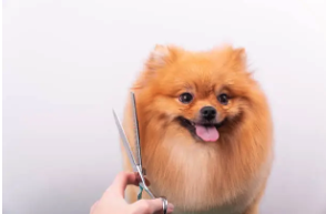 Cute Groomed Dog